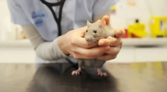 Чому щура йде кров з носа або ока, що робити